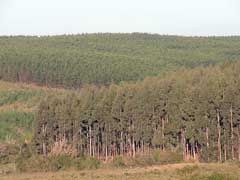 As fazendas da Stora Enso representam uma das quatro frentes de avanço das papeleiras para o uso irrestrito dos recursos naturais não renováveis e da desnacionalização do controle sobre nosso próprio território. - Foto: As fazendas da Stora Enso representam uma das quatro frentes de avanço das papeleiras para o uso irrestrito dos recursos naturais não renováveis e da desnacionalização do controle sobre nosso próprio território. - Foto: